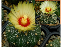 Astrophytum asterias f.Llera Х A. asterias hybr - 5 семян