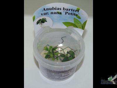 Анубиас Бартери Петит  (меристемный)
