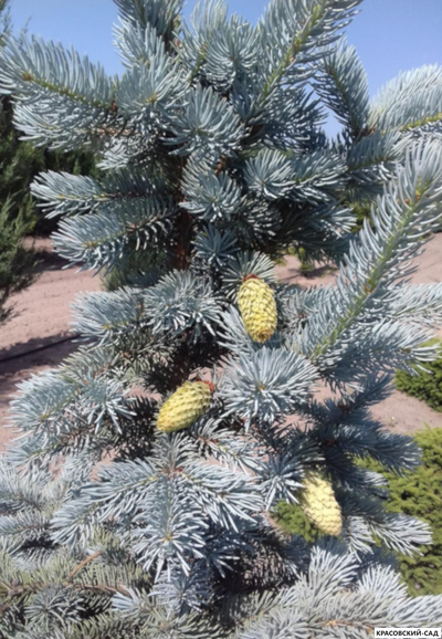 Ель Ольденбург - Фото хвои - красовский-сад.рф