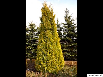 Туя Елоу Рибон