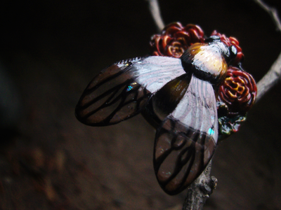 Коллекционное кольцо "Царевич Шмель в цветущем саду"