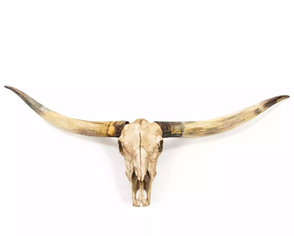 лонгхорн, череп, техасский, бык, буйвол, корова, рога, большие, longhorn, bull, skull, Texas, трофей