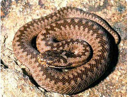 Гадюка обыкновенная (Vipera berus)