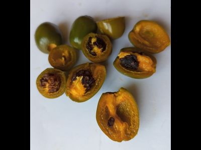 Перец острый Rocoto Mini Olive (Мини олива Рокото)