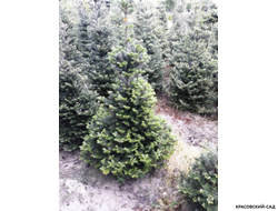 Пихта корейская - Abies koreana