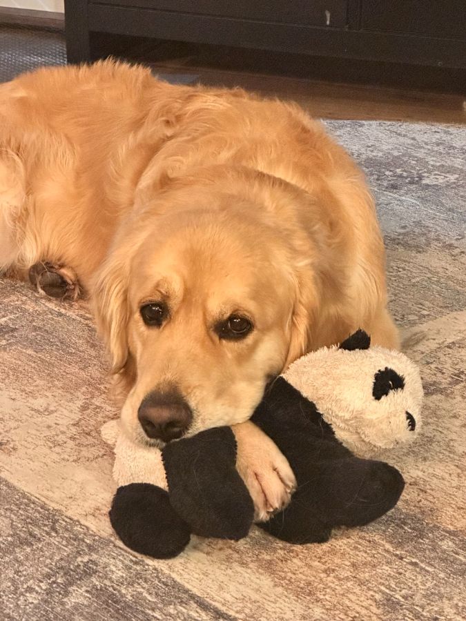 Харви / РУССКОЕ ЗОЛОТО ПИЛИГРИМ /, 3 года