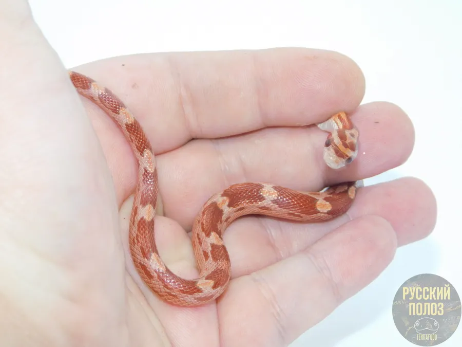 Полоз маисовый "Motley Hypo"
