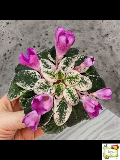 СК-Пангея (А.Кузнецов) 2014 г.