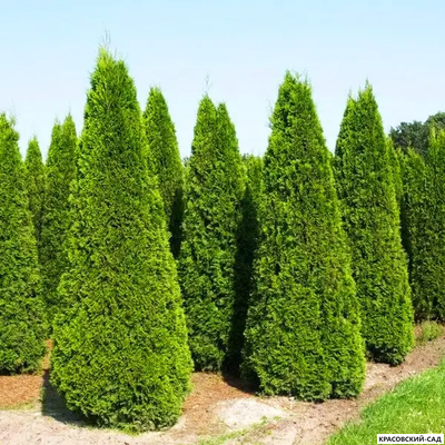 Туя Пирамидалис Компакта - Pyramidalis Compacta
