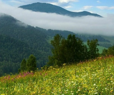 Липовый мед алтайский натуральный с фермы | ферма СытникЪ