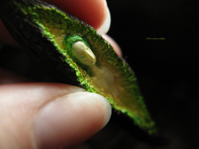 Дух живого леса. Кулон из полимерной глины. Талисман в виде дриады - духа леса