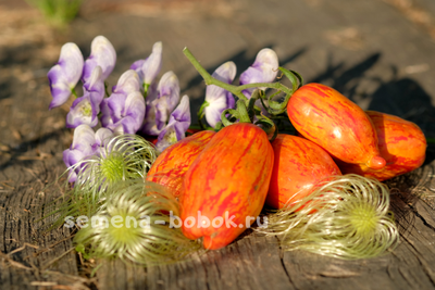 Томат Безумство Кассади (Casady's Folly/Кэсидис Фоли), 10 шт.