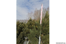 Кедр - фото 4 - питомник Красовский-Сад.рф