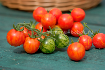 Томат Ruby Slipper (Рубиновые бамшмачки), 10 шт