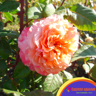 Августа луиза (Augusta Luise)