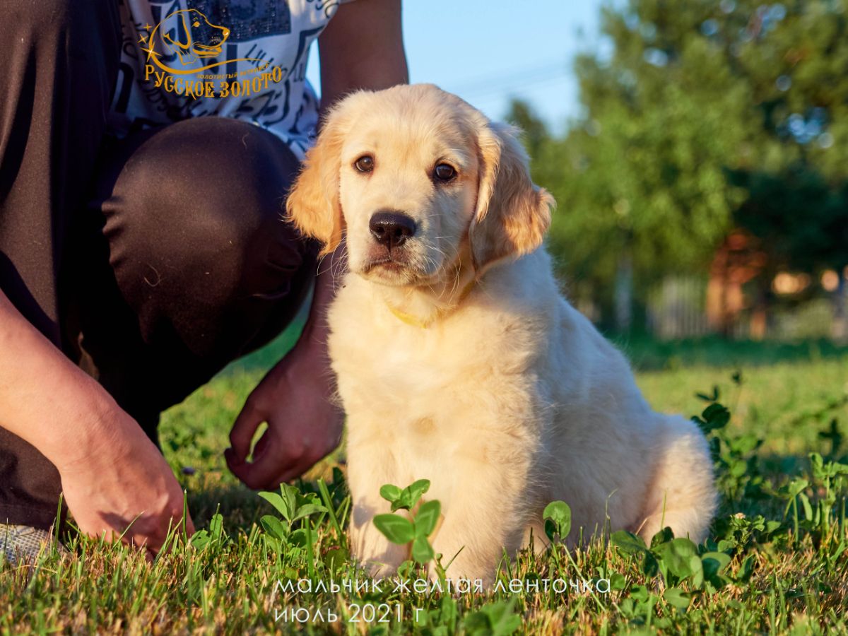 РЗ Шаран Бард, мальчик желтая ленточка, 2 месяца