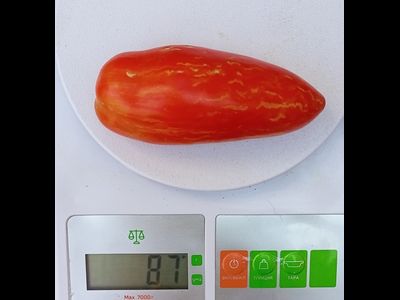 Томат Джалпа