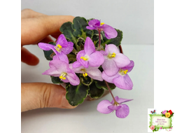 Toronto Belle (A.E.Adams) (детка)