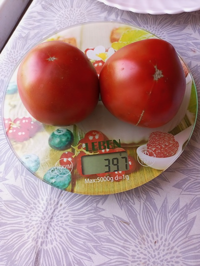 Томат Черный принц