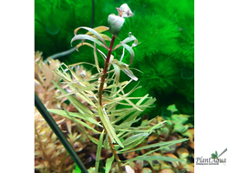 Из подводной в надводную формы