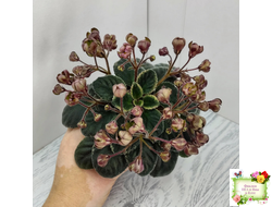 Н-Фавн (Н. Бердникова) 2017 г.