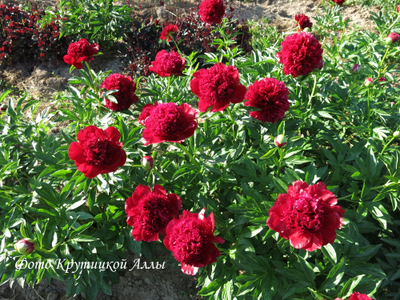 Пион Red Charm (Ред Чарм)