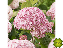 ГОРТЕНЗИЯ "КАНДИБЕЛЕ БАБЛГАМ"