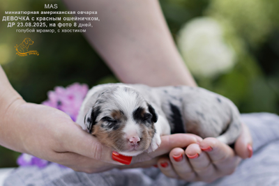 щенок миниаусси - девочка с КРАСНЫМ ошейничком Д-2025, окрас голубой мерль, на фото 8 дней