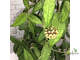 Hoya finlaysonii long leaves