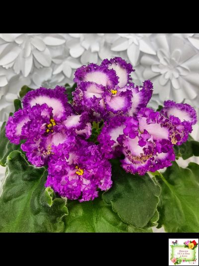 ПТ-Принцесса Ясмин (Т. Пугачева) 2019 г.