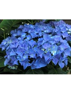 Гортензия крупнолистная Эрли Блю (Hydrangea macrophylla Early Blue)