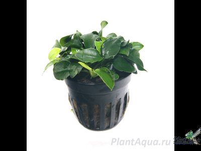 Анубиас Бартери Петит (пластиковый горшок)