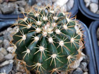 Melocactus disciformis (D=20-25мм)