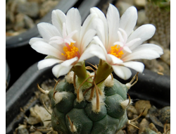 Turbinicarpus macrochele v.frailensis KS 093 - 5 семян