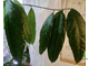 Ficus cerasiformis / Фикус Вишневидный