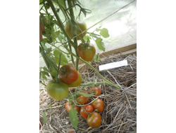 Томат Заржавевшее сердце Эверета (Everett's Rusty Oxheart)