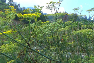 Фенхель сладкий (Foeniculum vulgare), семена (10 мл) - 100% натуральное эфирное масло