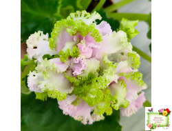 ЛЕ-Денди (Е. Лебецкая) 2011 г. (сортовой стартер)