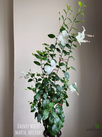 Dainty white hot sale
