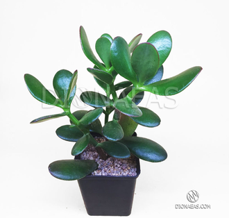 Crassula ovata - Крассула Овата, Крассула овальная, Денежное дерево, Толстянка овальная