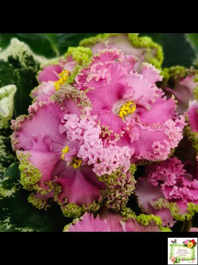 МТ-Яблочные Облака (М. Тотиева) 2023 г.