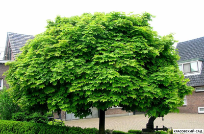 Клен остролистный Глобосум - Globosum