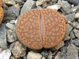 Lithops fulviceps C266 (MG) - 10 семян