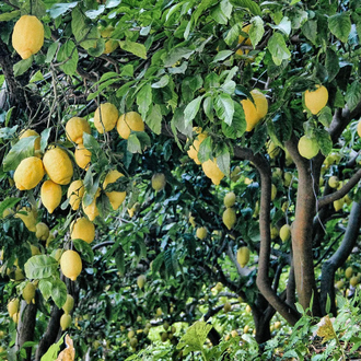 Лимон (Citrus limon) Испания, органик, 5 мл - 100% натуральное эфирное масло