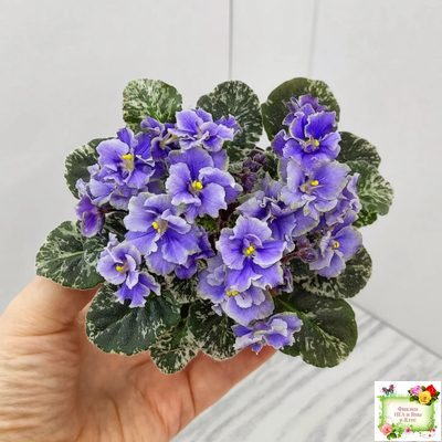 Shirl's Ruffled Petticoat (S. Sanders) (9159) 12/24/2002