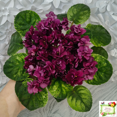 СВ-Город Солнечногорск (О.Емельянова) 2023 г. трейлер