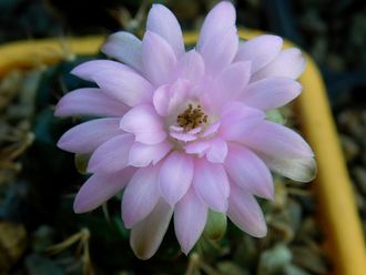 Gymnocalycium damsii ssp.evae v.rotundulum VoS-048 - 5 семян