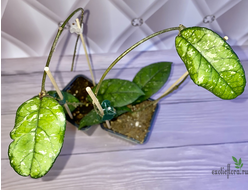 14/02/25 Hoya Crassipetiolata ‘round leaf’ splash