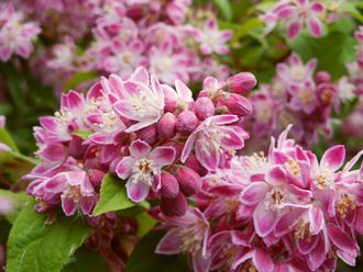 Дейция гибридная Строберри Филдс/Deutzia hybrida 'Strawberry Fields' 	(40-60)