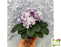 Mac's Southern Springtime (G.McDonald)